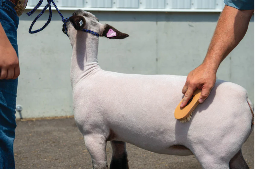 Goat Hair Brush