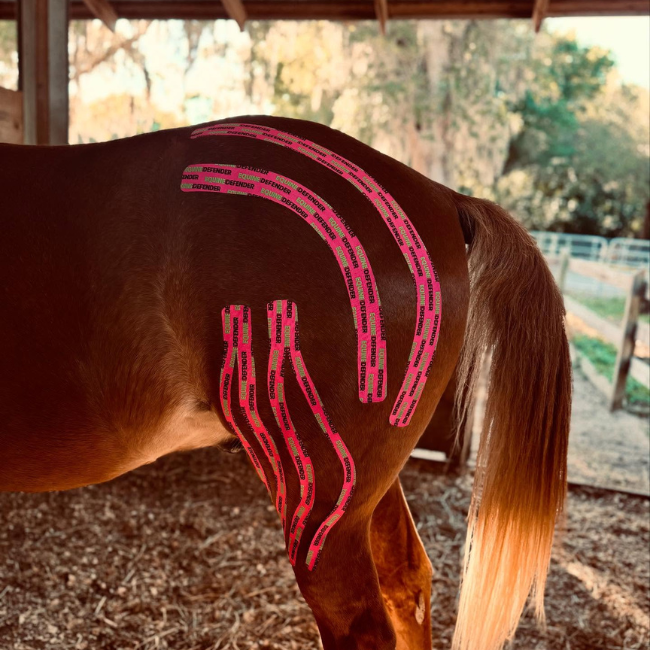 EQUINE | DEFENDER™ K Tape | Equine Kinesiology Tape