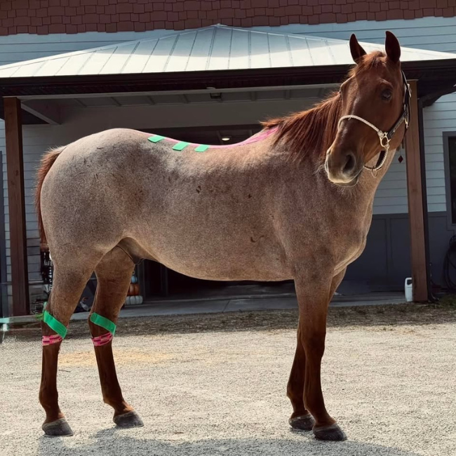 EQUINE | DEFENDER™ K Tape | Equine Kinesiology Tape