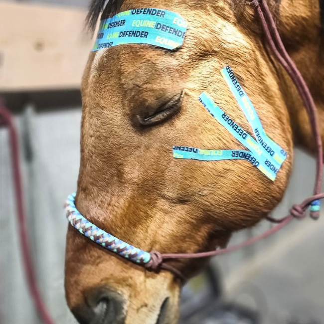 EQUINE | DEFENDER™ K Tape | Equine Kinesiology Tape