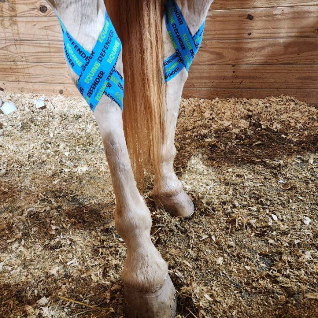 EQUINE | DEFENDER™ K Tape | Equine Kinesiology Tape