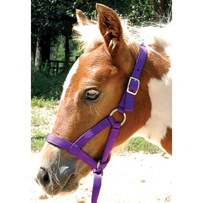 Jeffers Nylon Grow With Me Weanling Horse Halter