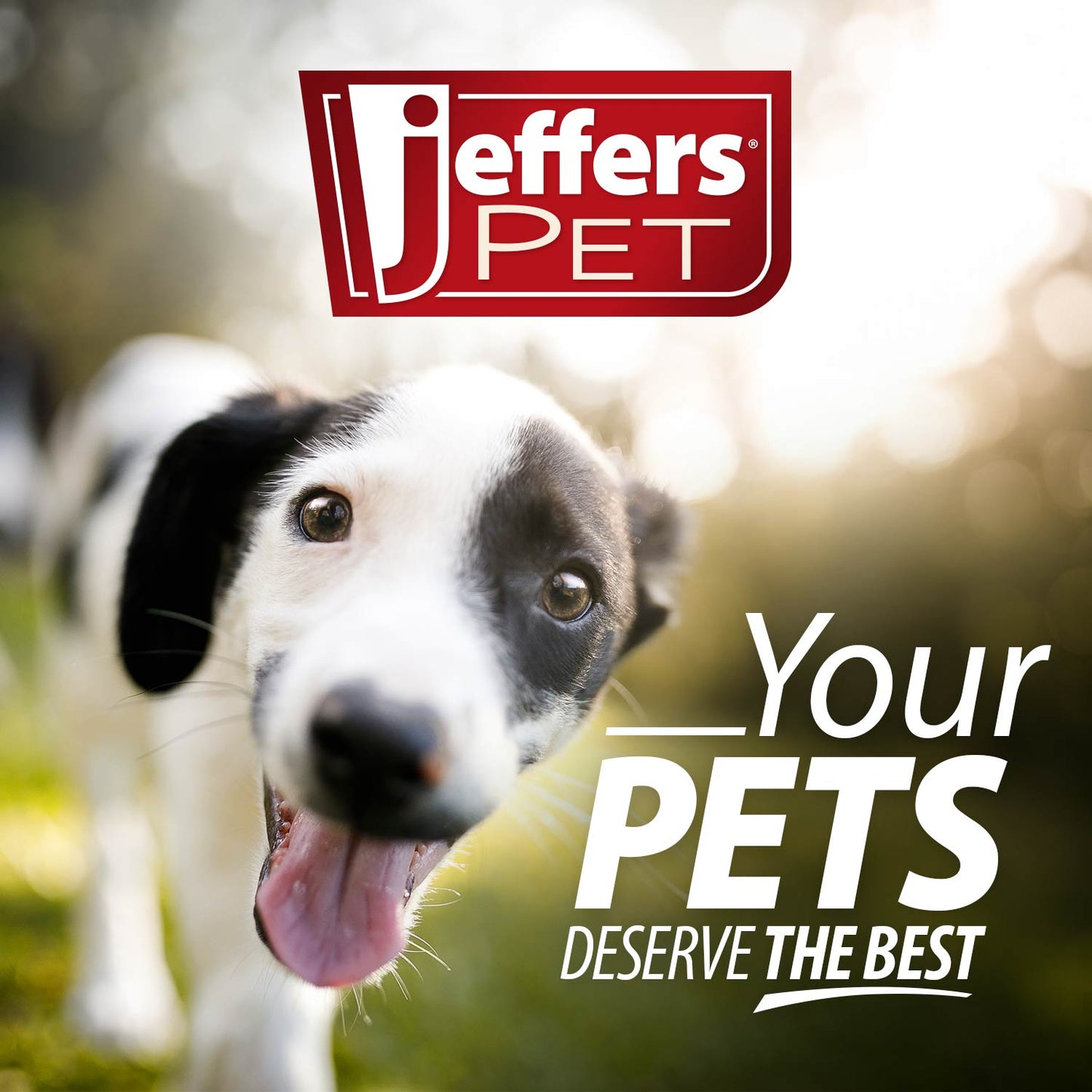 Jeffers Rolled Leather Dog Collar with Brass Hardware